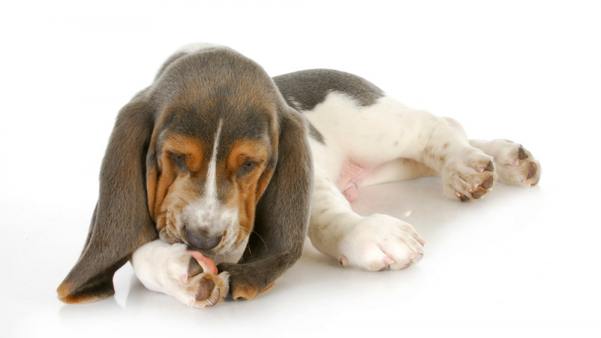 Illustration : "5 raisons pour lesquelles le test d’allergie canine EasyDNA est le meilleur test d’allergie"
