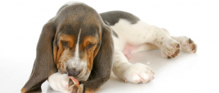 Illustration : "5 raisons pour lesquelles le test d’allergie canine EasyDNA est le meilleur test d’allergie"