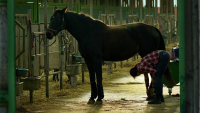 Illustration : Eleveur de chevaux