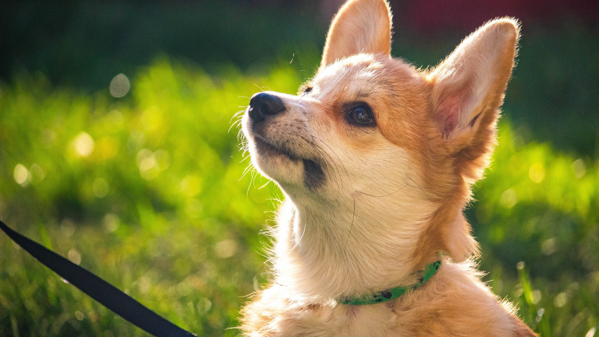 Illustration : "Votre chien est-il surdoué ? Découvrez-le en quelques épreuves simples à réaliser !"