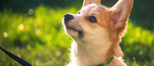 Illustration : "Votre chien est-il surdoué ? Découvrez-le en quelques épreuves simples à réaliser !"