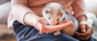 Illustration : "Adopter un furet"