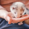 Illustration : Adopter un furet