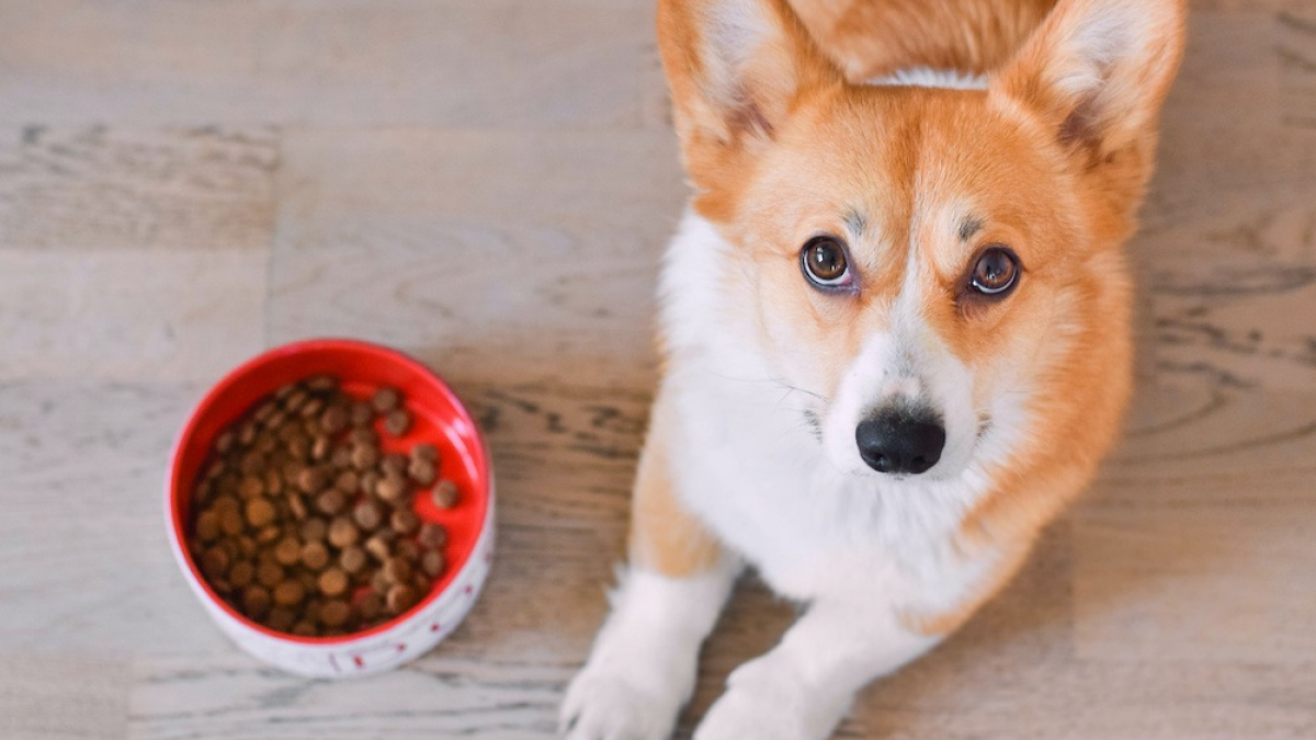 Illustration : "Une révolution dans votre supermarché au rayon croquettes de votre chien ou chat : des recettes premium à petits prix"