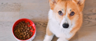 Illustration : "Une révolution dans votre supermarché au rayon croquettes de votre chien ou chat : des recettes premium à petits prix"