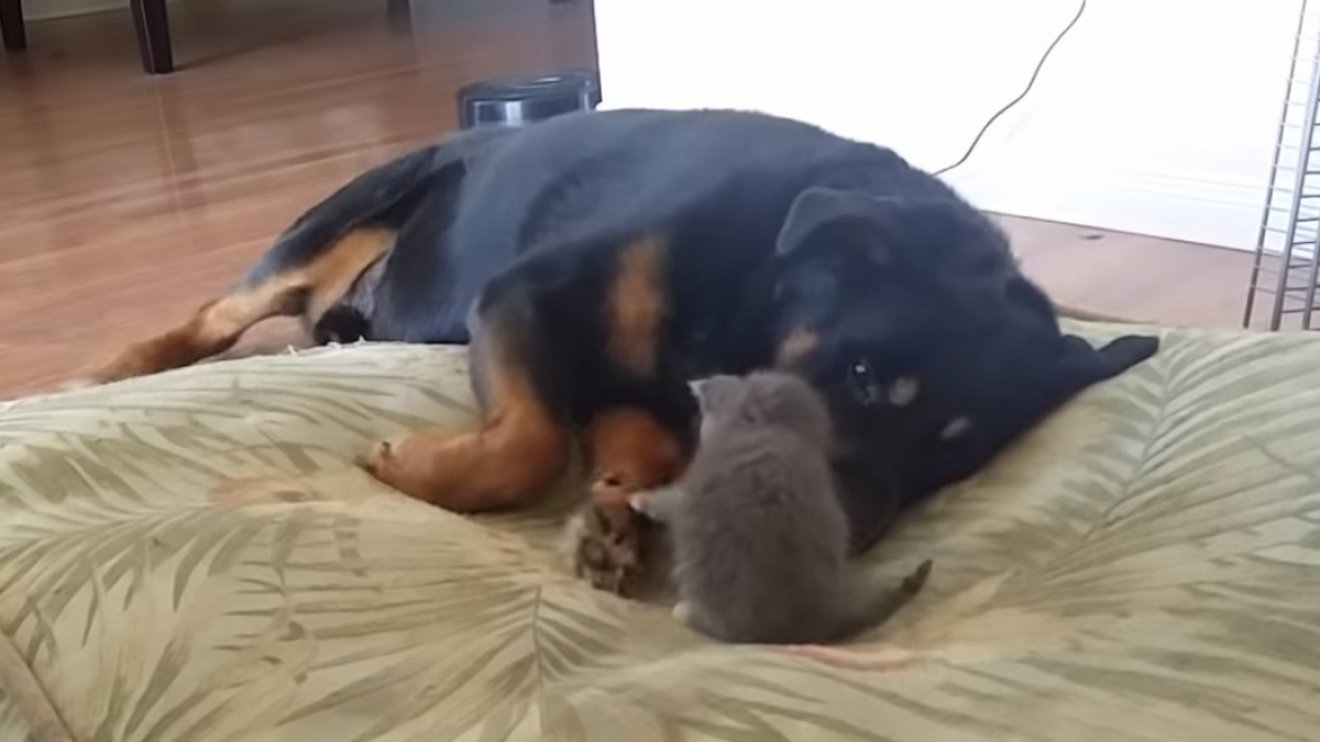 Illustration : "Nouvel arrivant de la famille, ce chaton tente par tous les moyens de se faire accepter par un Rottweiler"