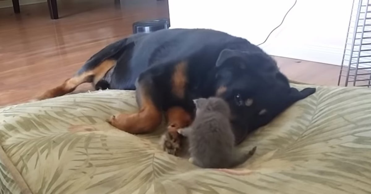 Nouvel Arrivant De La Famille Ce Chaton Tente Par Tous Les Moyens De Se Faire Accepter Par Un Rottweiler Nouvel Arrivant De La Famille Ce Chaton Tente Par Tous Les Moyens De Se Faire Accepter Par Un Rottweiler