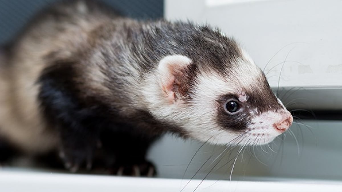 Les troubles du comportement chez le furet : causes, symptômes et  traitements