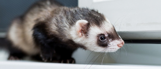 Illustration : "Les troubles du comportement chez le furet"