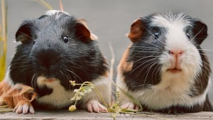 Quelle est la différence entre un hamster et un cochon d'Inde ? - Omlet  Blog France