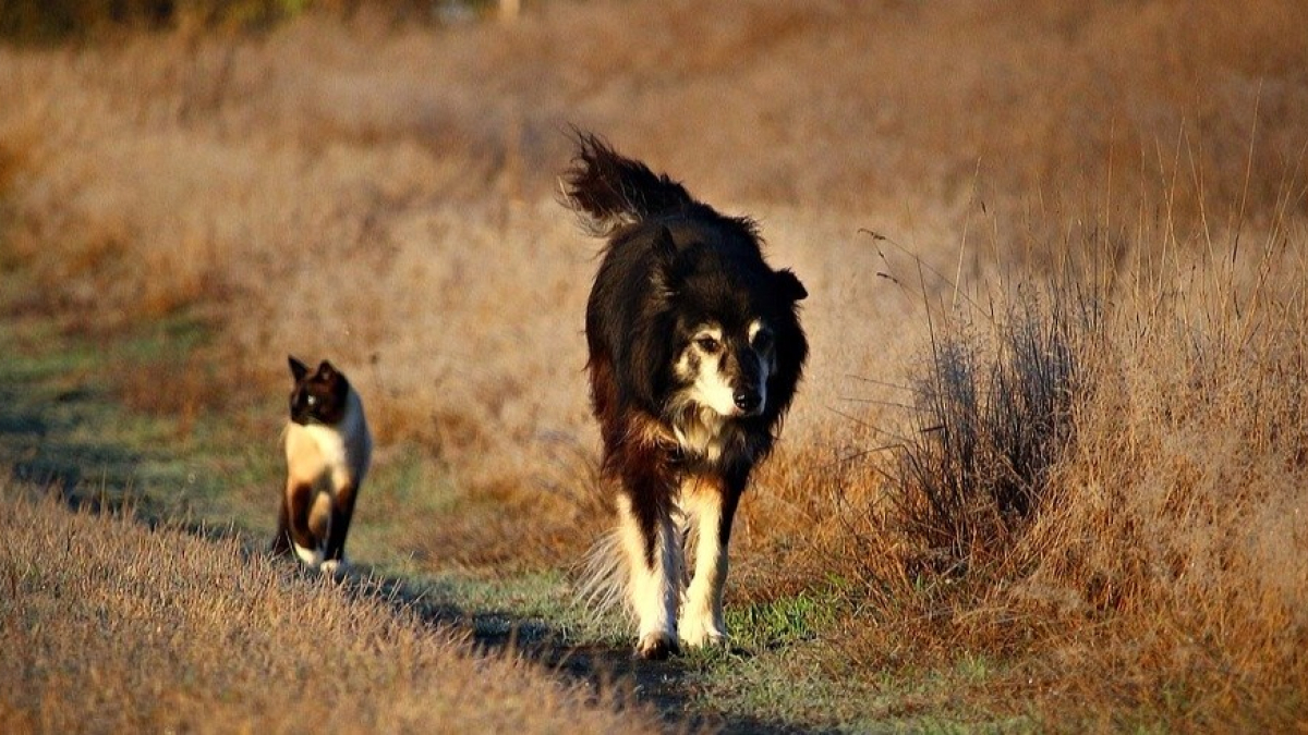 Illustration : "Incapable de se déplacer seul, un chien parvient à traverser une route aidé par deux chats !"