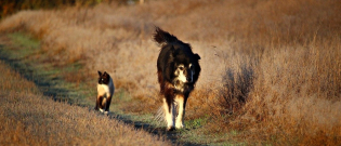 Illustration : "Incapable de se déplacer seul, un chien parvient à traverser une route aidé par deux chats !"