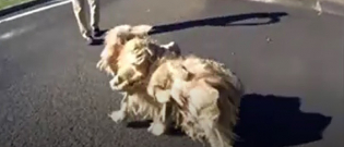 Illustration : "Victime d'un propriétaire négligeant, un chien se voit retirer près de 8 kilos de fourrure et redécouvre les joies de se mouvoir !"