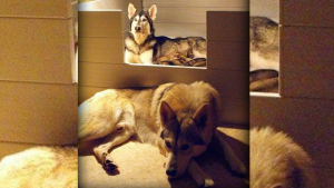 Illustration : 15 photos d'animaux qui représentent l'essence même de ce que l'on appelle "les parents"