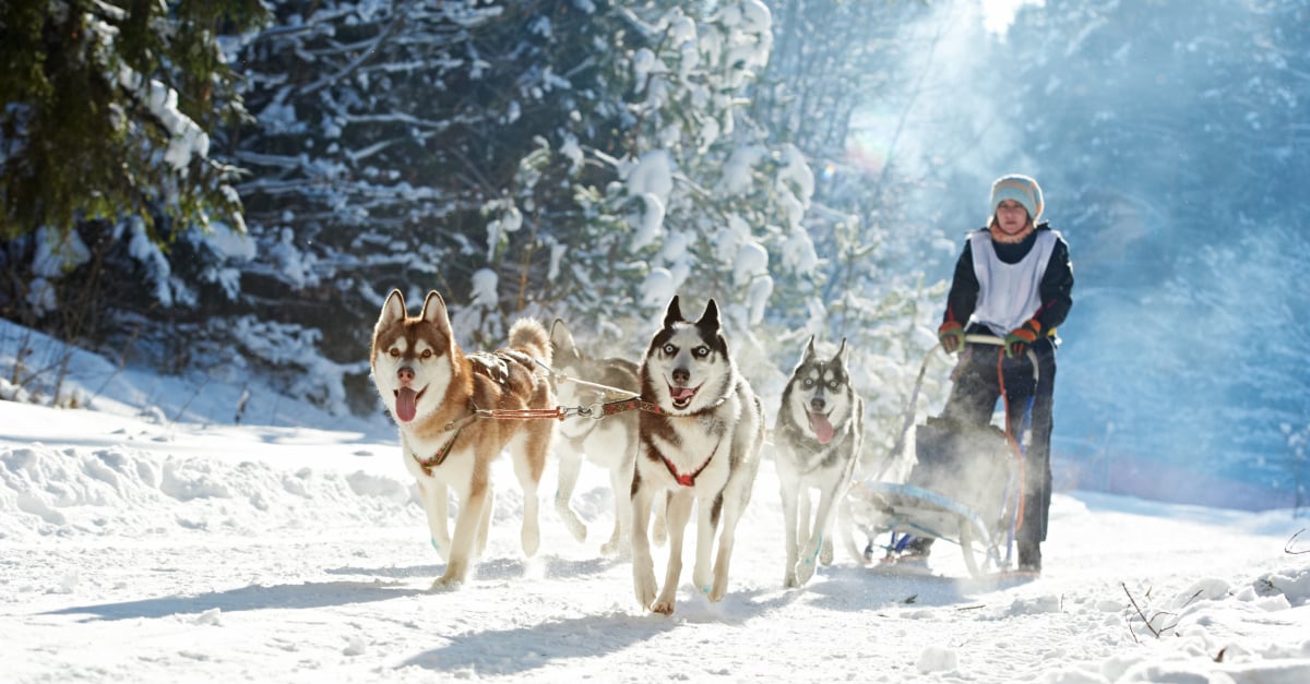 Devenir musher formations, diplômes, compétences, rémunération