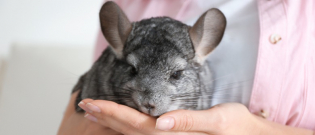 Illustration : "Adopter un chinchilla "
