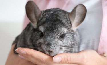Illustration : "Adopter un chinchilla "