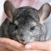 Illustration : Adopter un chinchilla 
