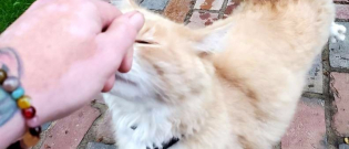 Illustration : "Errant, ce chat se décide a accepter la famille qui vient d'emménager dans sa propriété !"