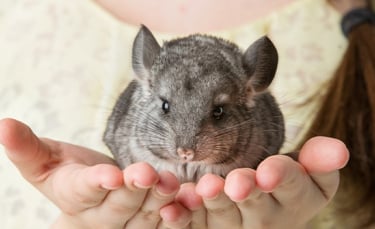 Illustration : "Reconnaître le sexe de son chinchilla "