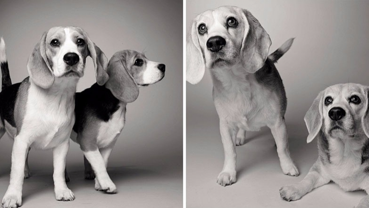 Illustration : "7 portraits de chiens adultes et enfants qui prouvent que la beauté d'un chien grandit avec le temps !"