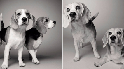 Illustration : 7 portraits de chiens adultes et enfants qui prouvent que la beauté d'un chien grandit avec le temps !