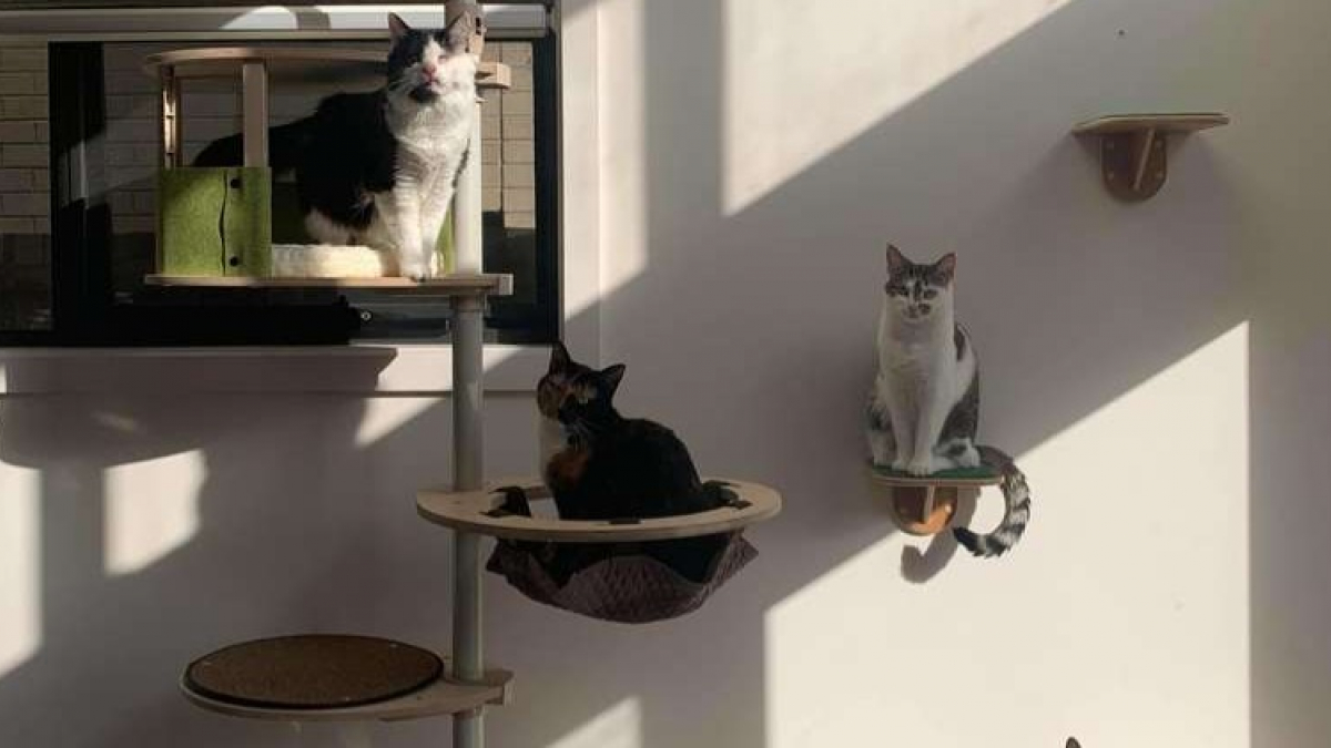 Illustration : "Amoureuse des chats, cette famille australienne décide de faire de leur maison, un parc d'attraction félin ! "