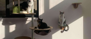 Illustration : "Amoureuse des chats, cette famille australienne décide de faire de leur maison, un parc d'attraction félin ! "