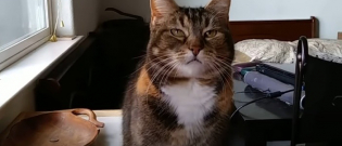 Illustration : "Pour ne jamais manquer de nourriture, ce chat a appris à exprimer son mécontentement avec des mots humains !"
