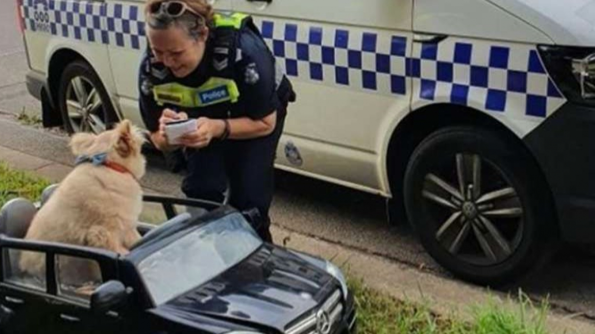 Illustration : "Les policiers prennent en chasse un chien au volant d'une décapotable, il écope d'une amende ! "