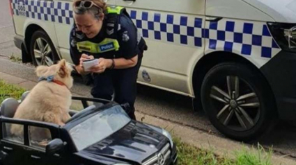 Illustration : Les policiers prennent en chasse un chien au volant d'une décapotable, il écope d'une amende ! 