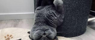 Illustration : "14 photos de chats qui vous aideront à apprécier le côté espiègle mais craquant des chats ! "