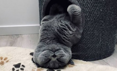 Illustration : "14 photos de chats qui vous aideront à apprécier le côté espiègle mais craquant des chats ! "