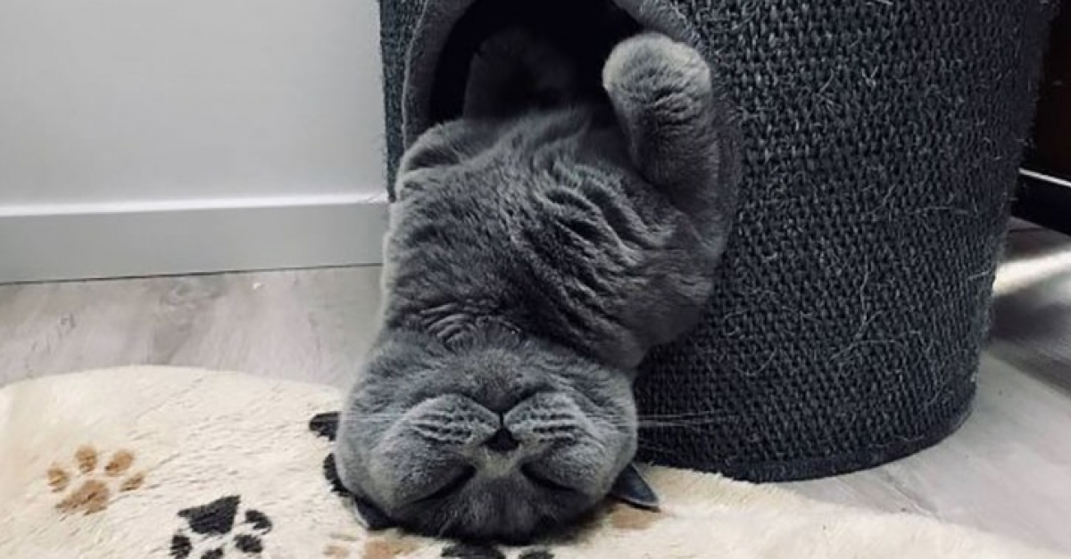 Спящие кошки