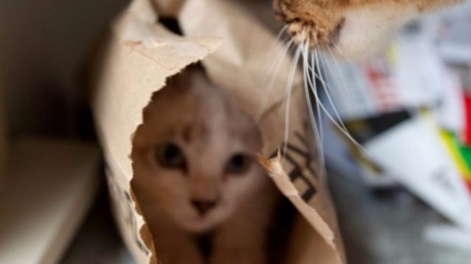 Illustration : 17 photos d'animaux qui se sont essayés au camouflage avec plus ou moins de réussite ! 