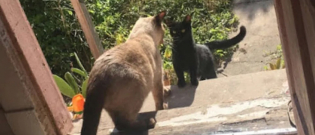 Illustration : "Une chatte se lie d’amitié avec une femme et son chat, sentant que ses chatons à naître seraient en sécurité auprès d’eux"