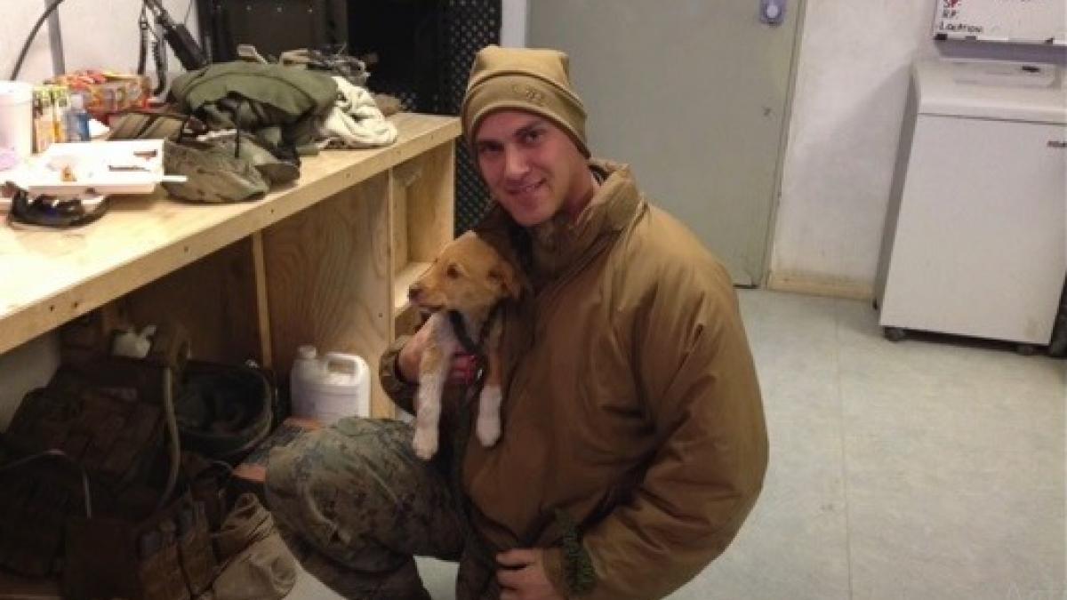 Illustration : "3 mois après son retour d'Afghanistan, il sauve la vie d'un chien errant à qui il en avait fait la promesse ! "