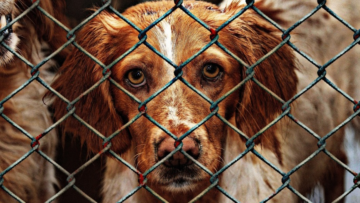 Illustration : "La fondation Brigitte bardot s'insurge contre un propriétaire de 50 chiens laissés à leur propre sort"