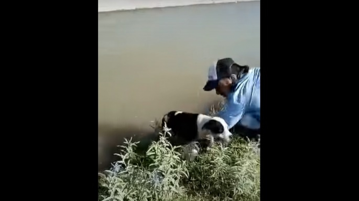 Illustration : "Il stoppe tout pour sauver un chien pris au piège par le courant d'un canal, sa réaction est immédiate ! (vidéo)"