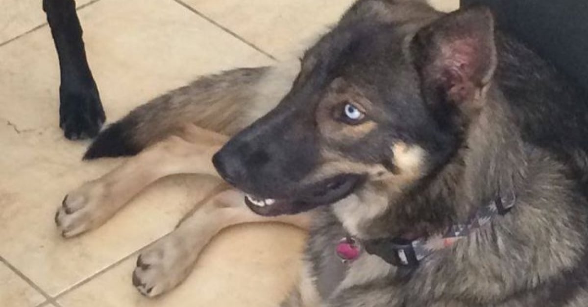 Perdu En Mer Ce Chiot Age D Un An A Survecu 5 Semaines En Solitaire Sa Proprietaire Pensait L Avoir Perdu