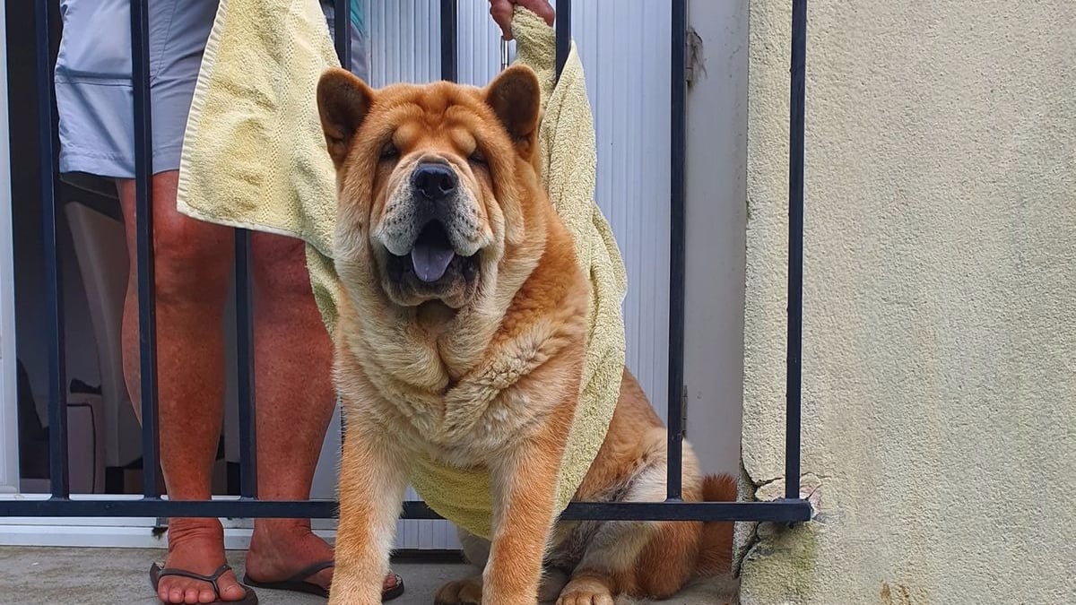 Illustration : "La tête coincée entre les barreaux, ce chow-chow attend patiemment que les pompiers viennent détruire sa prison"