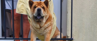 Illustration : "La tête coincée entre les barreaux, ce chow-chow attend patiemment que les pompiers viennent détruire sa prison"