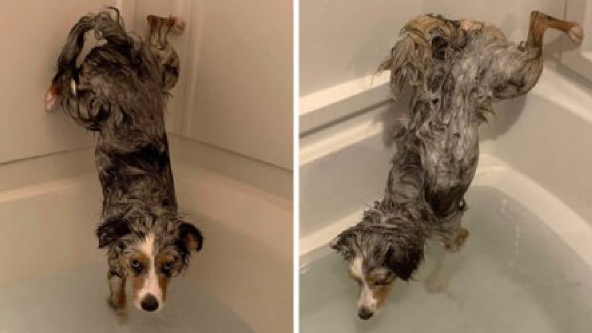 Illustration : "Précieux, ce chien refuse de se mouiller les fesses quand il prend son bain ! (Vidéo) "