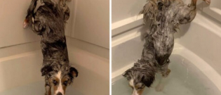 Illustration : "Précieux, ce chien refuse de se mouiller les fesses quand il prend son bain ! (Vidéo) "