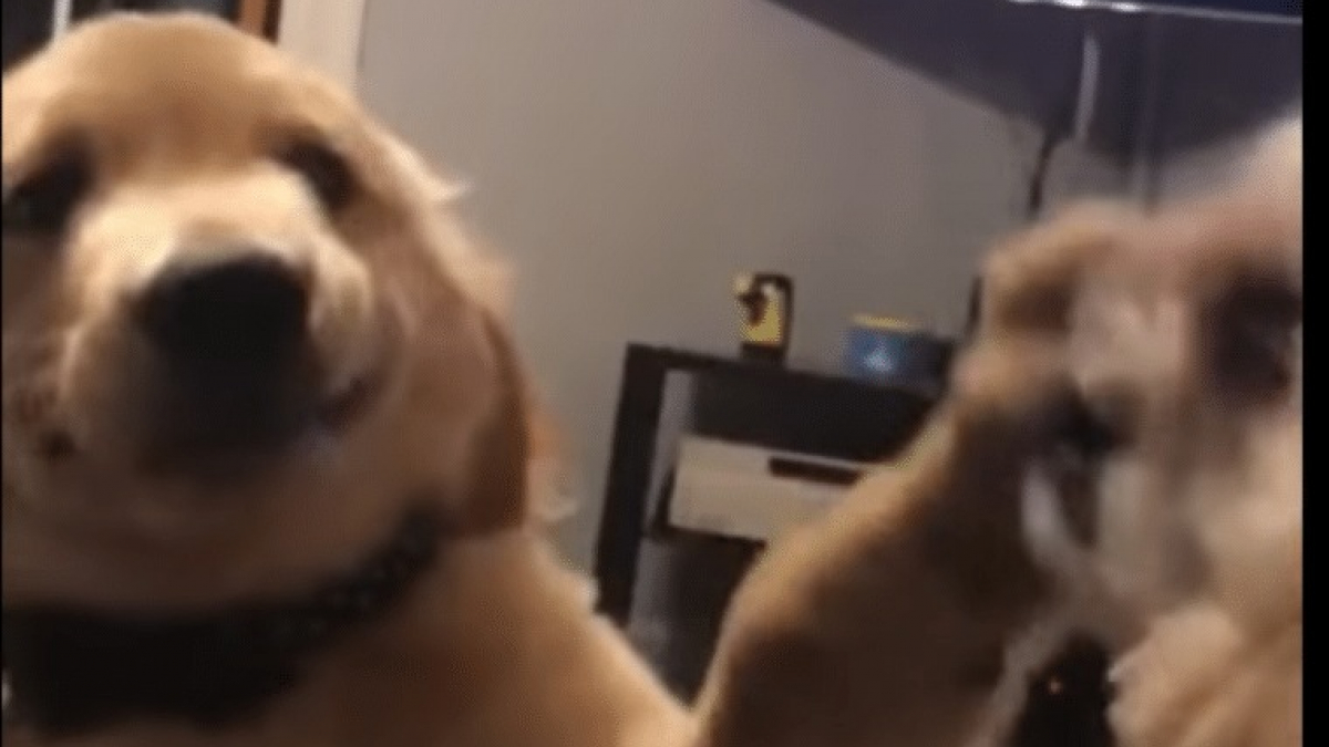 Illustration : "Irrité par son frère qui lui aboie dessus ce chiot Golden Retriever a rapidement trouvé une solution ! (Vidéo)"