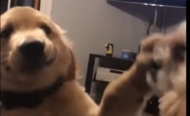 Illustration : "Irrité par son frère qui lui aboie dessus ce chiot Golden Retriever a rapidement trouvé une solution ! (Vidéo)"