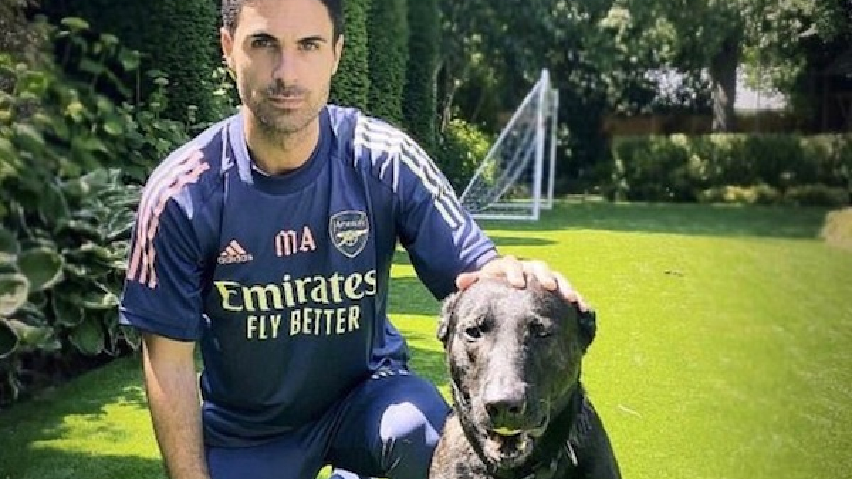 Illustration : "Mikel Arteta, coach de l'équipe de football d'Arsenal, adopte lui aussi un chien de garde pour la somme de 22 000 euros ! "