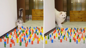 Illustration : Un jeune homme met au point une épreuve d'agilité pour définir qui de son chien ou son chat est le plus fort ! (Vidéo)