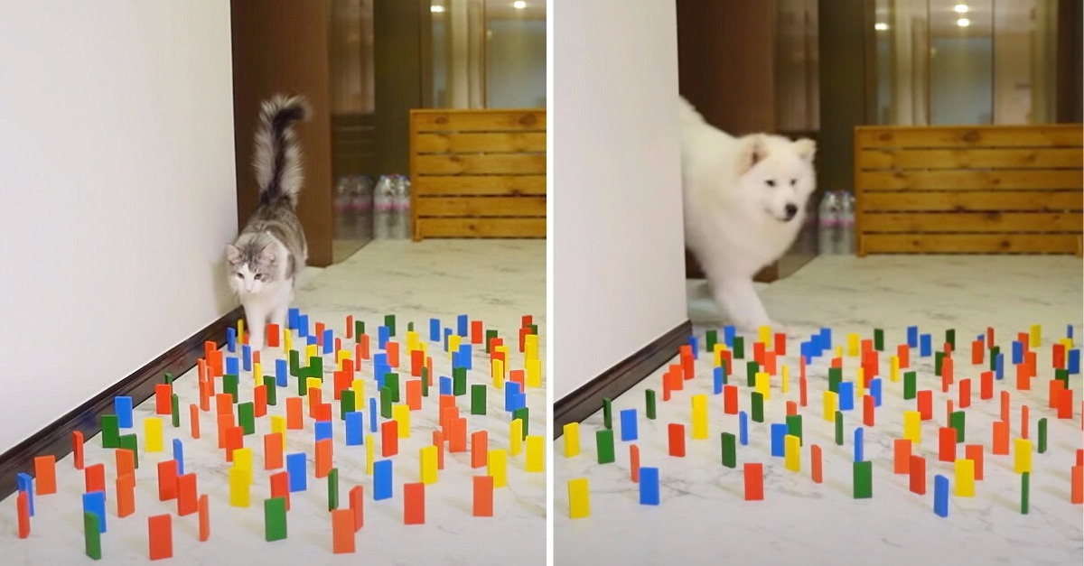 Un Jeune Homme Met Au Point Une Epreuve D Agilite Pour Definir Qui De Son Chien Ou Son Chat Est Le Plus Fort Video Un Jeune Homme Met Au Point Une Epreuve D Agilite Pour Definir Qui De Son Chien Ou Son Chat Est Le Plus Fort Video
