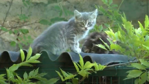 Illustration : Signalé pour détention de cadavres de chats dans son congélateur, ce propriétaire a récupéré la garde de ses 39 autres chats jugés "en bonne santé" par les autorités !